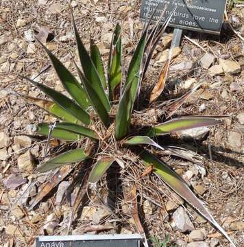 Image of Agave pelona Gentry