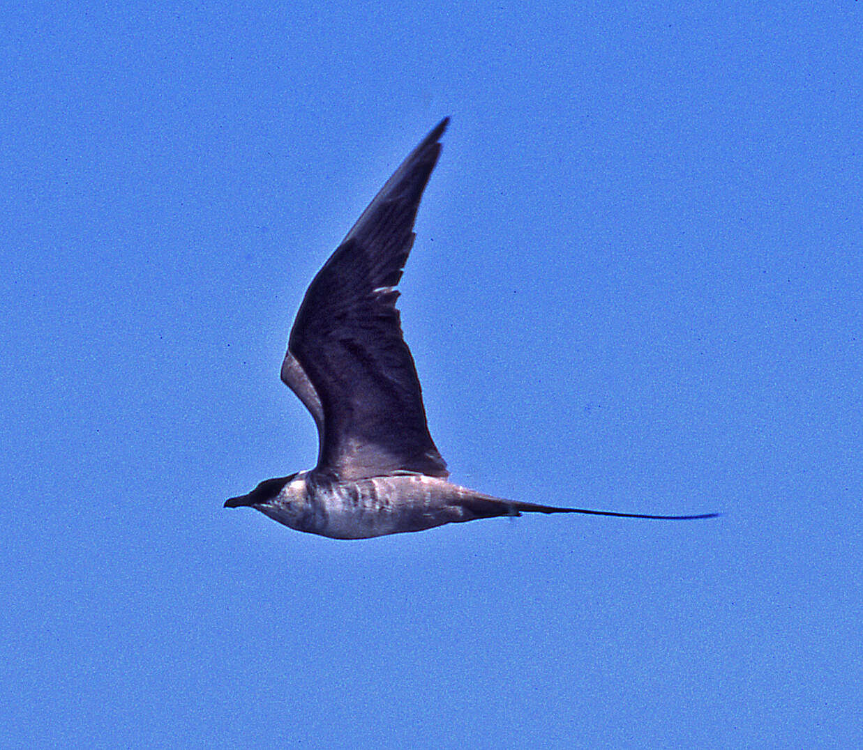 Imagem de Stercorariidae