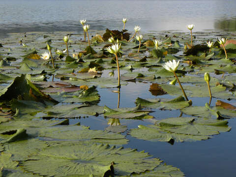 Image of Dotleaf waterlily