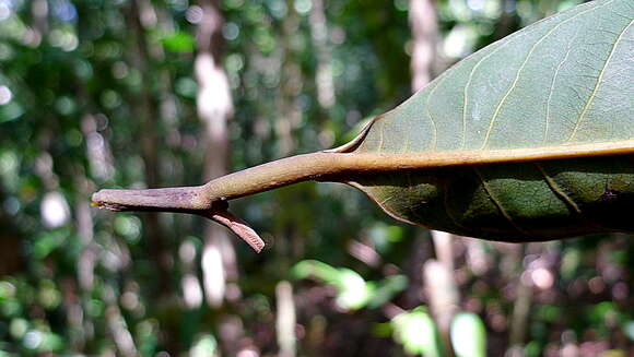 Image of Virola gardneri (A. DC.) Warb.