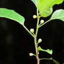 Sivun Ficus glaberrima Bl. kuva
