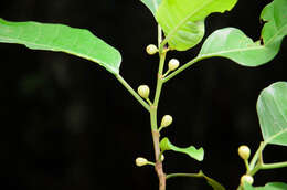 Image de Ficus glaberrima Bl.