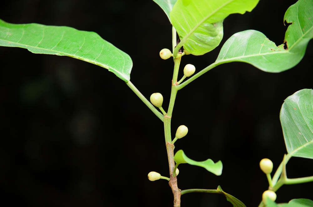 Sivun Ficus glaberrima Bl. kuva