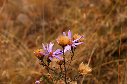 Imagem de Asteraceae