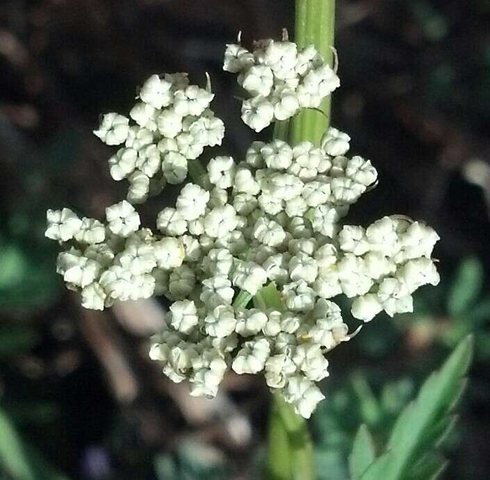 Image of hemlockparsley