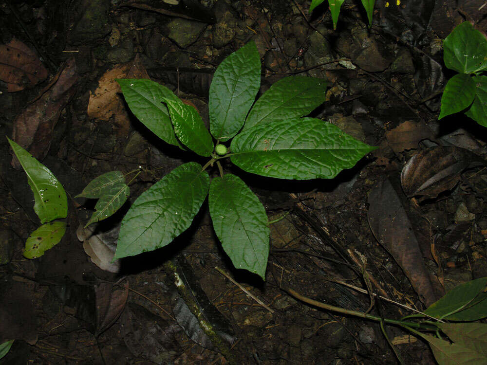 Image of Dorstenia choconiana S. Wats.