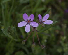 Image of stork's bill