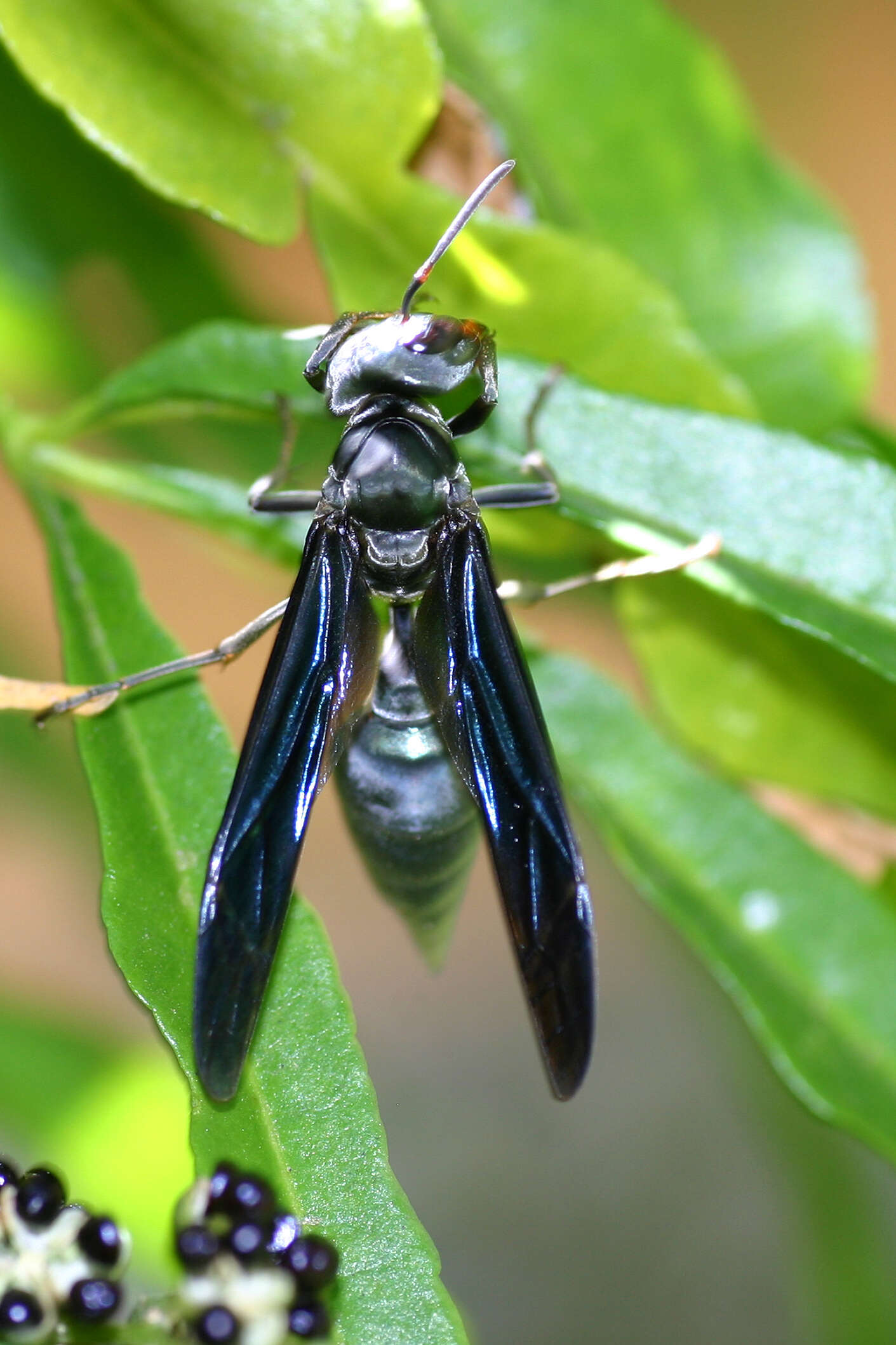 Image of armadillo wasp