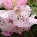 Image of Rhododendron × geraldii