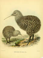 Image of Great Spotted Kiwi