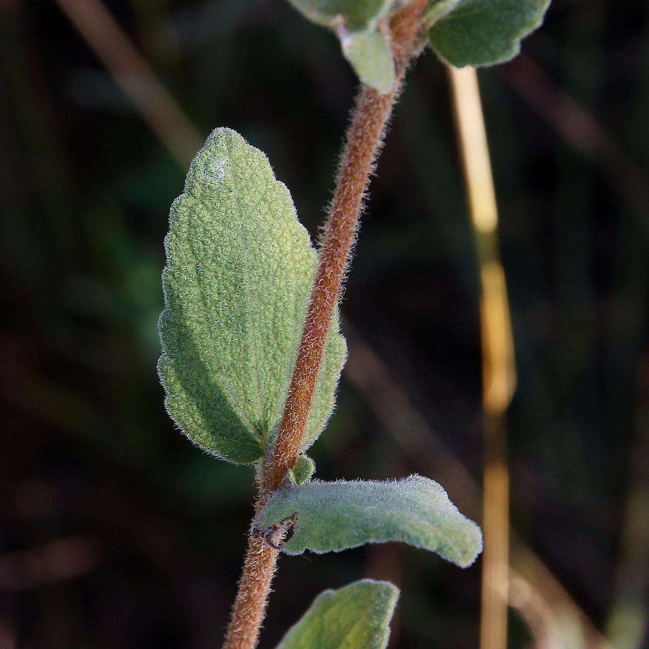 Image of Chromolaena horminoides DC.