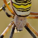 Image of Argiope Bruennichi