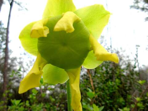 Image of Pitcher plant