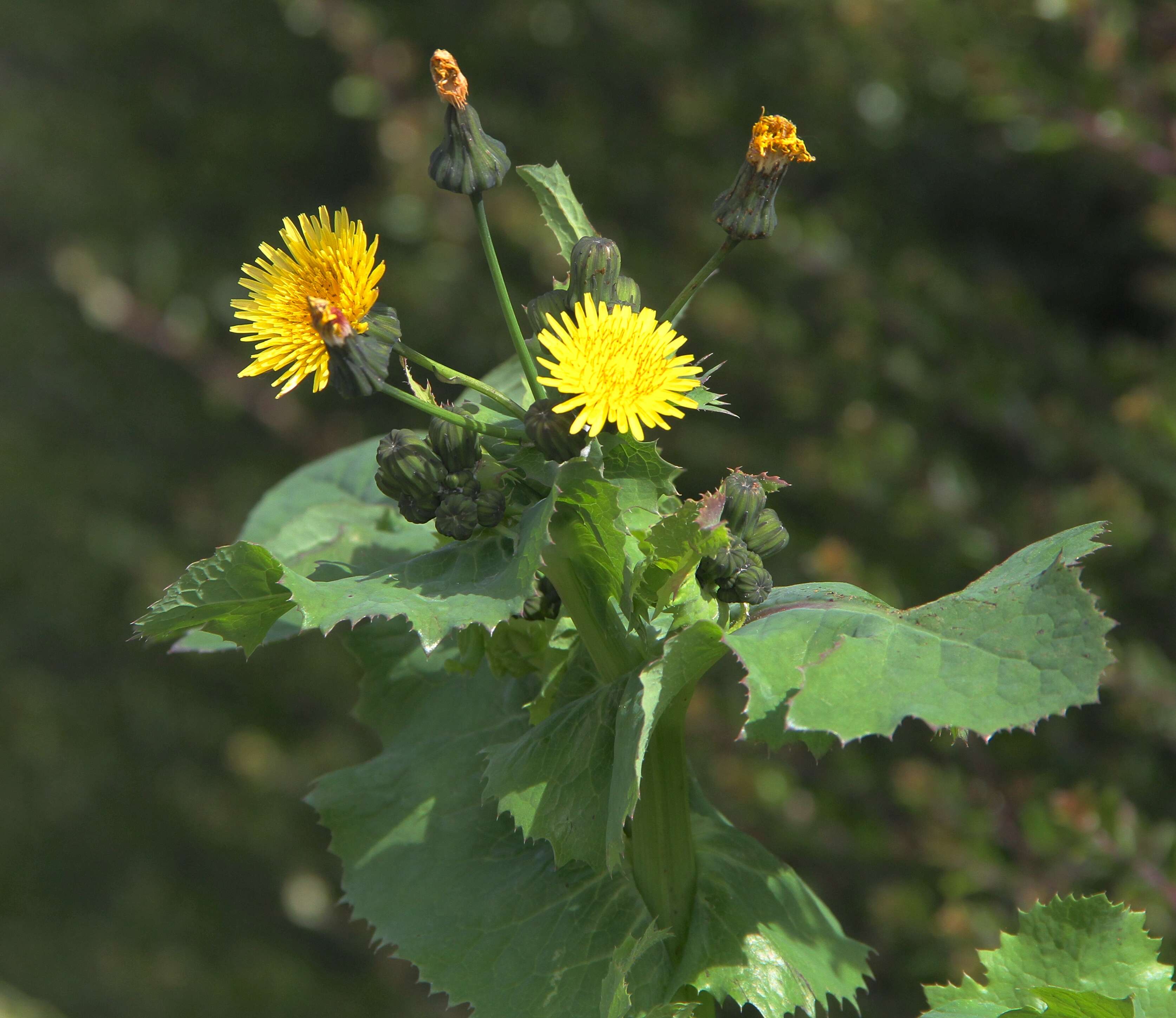 Image of sowthistle