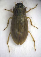 صورة Helophorus (Helophorus) aequalis Thomson & C. G. 1868