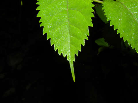 Maclura tinctoria (L.) D. Don ex Steud.的圖片