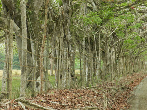 Ficus crocata (Miq.) Mart. ex Miq.的圖片