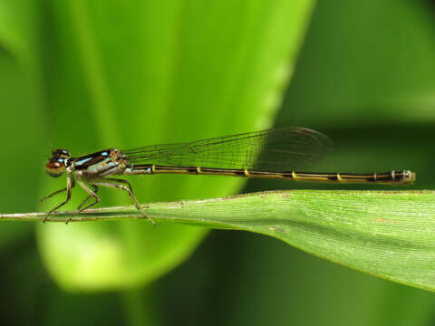 Image of Fragile Forktail