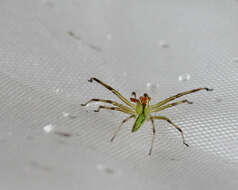 Image of Translucent Green Jumpers