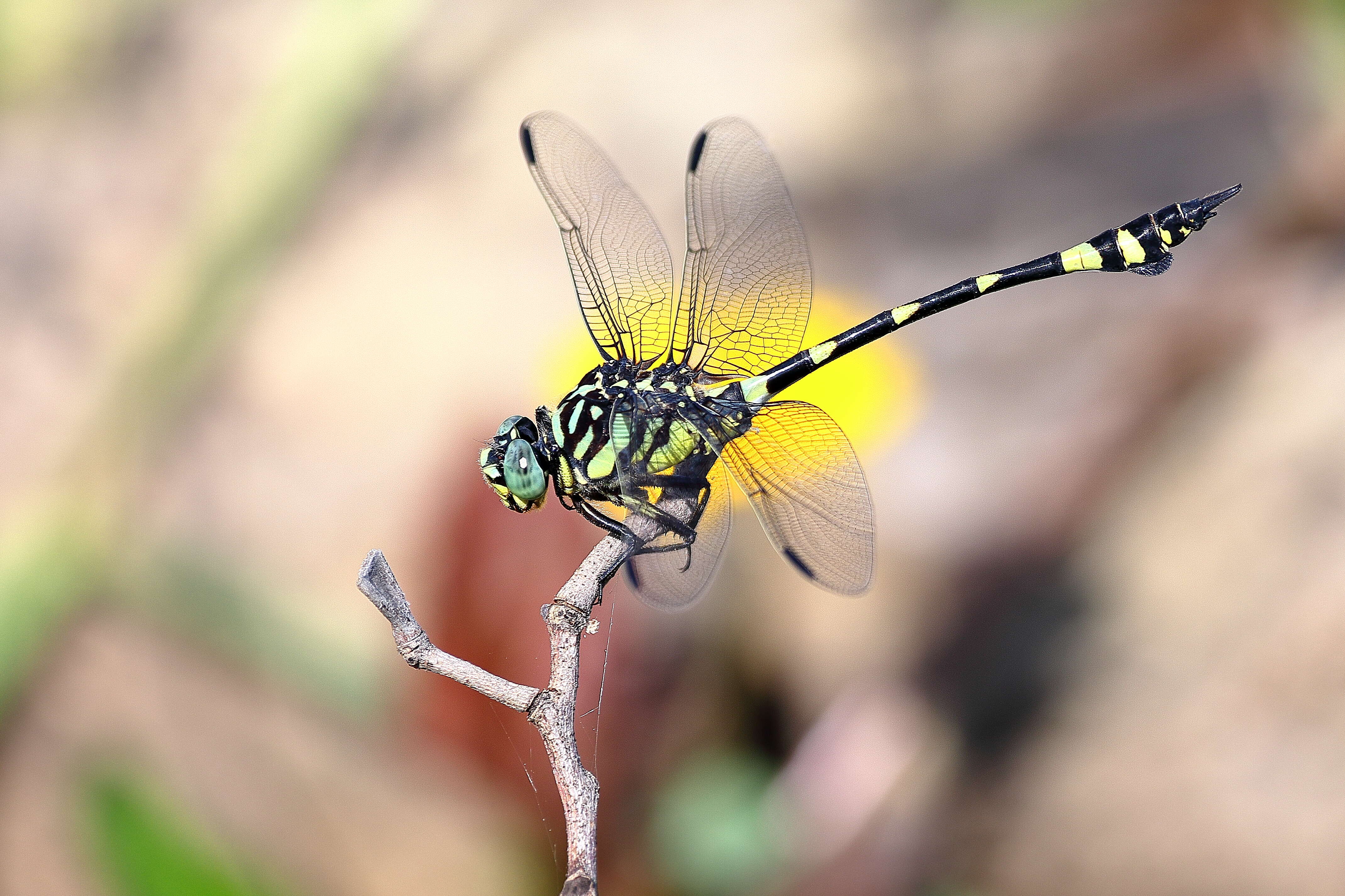 Image of Ictinogomphus Cowley 1934