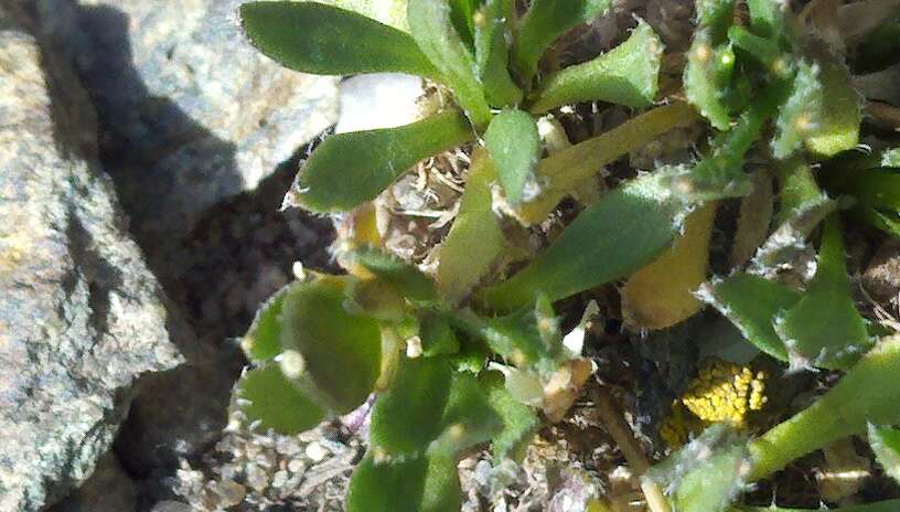 Image of Weber's draba