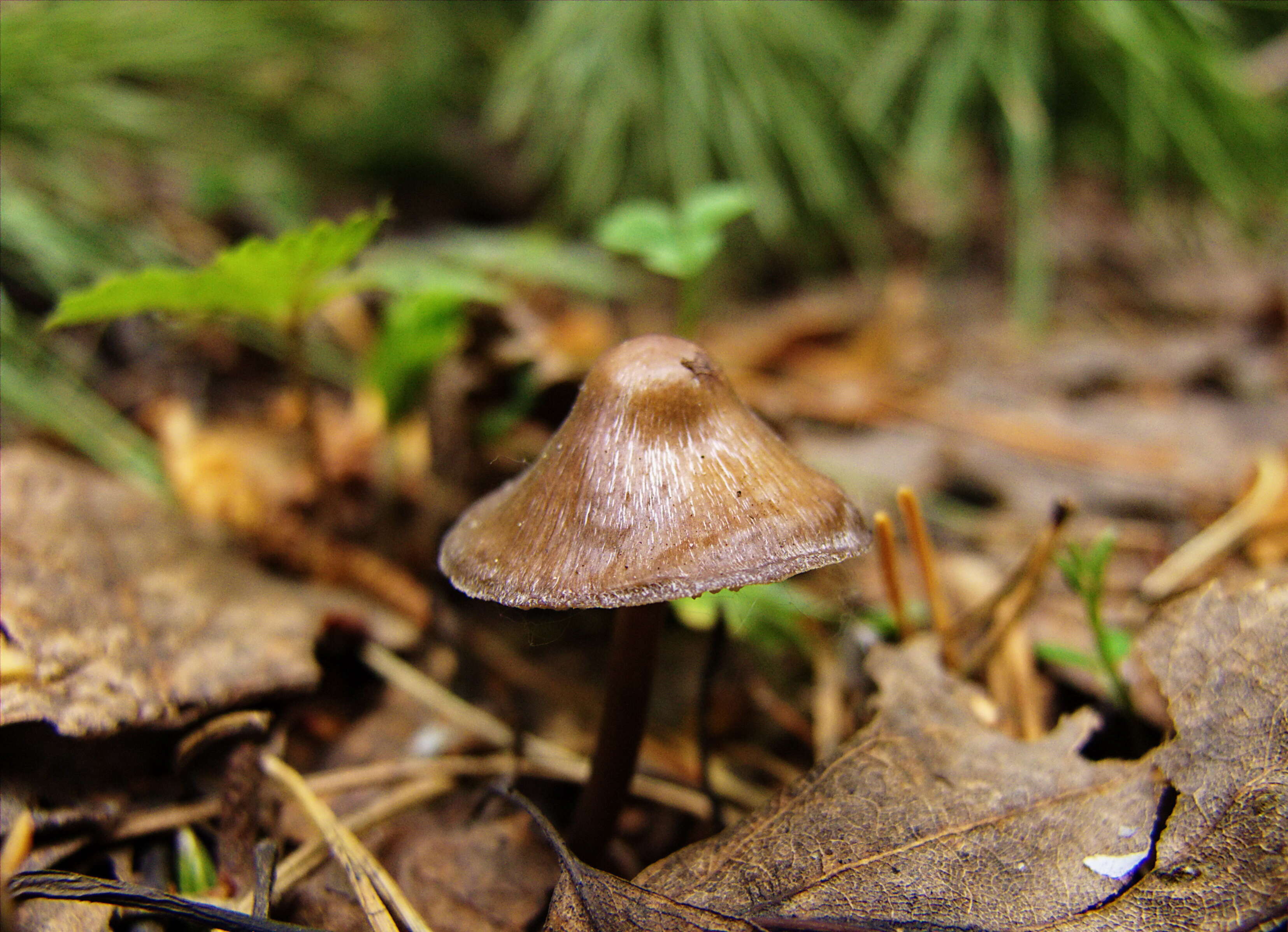 Image of Mycena strobilicola J. Favre & Kühner 1938