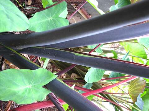 Image of colocasia