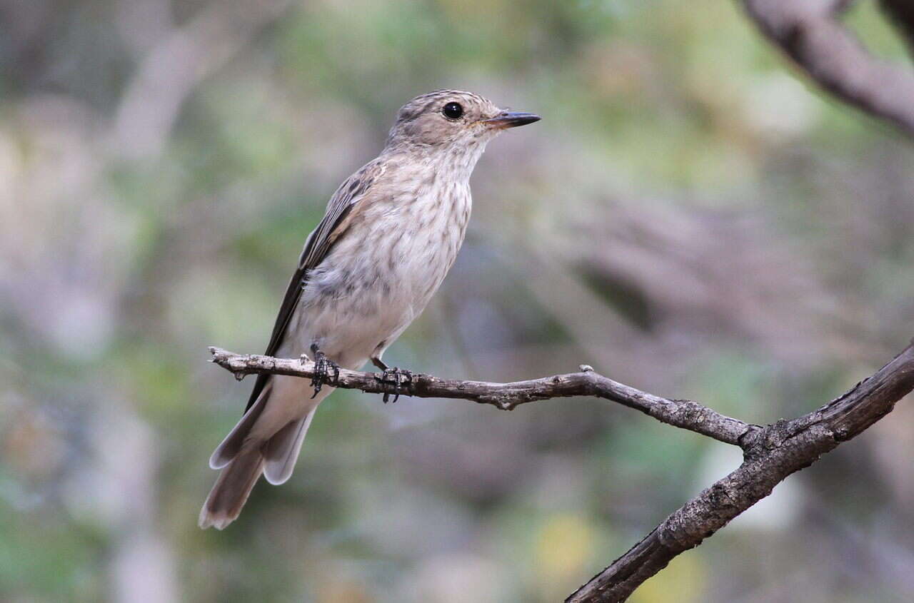 Image of Spotted Flycatcher