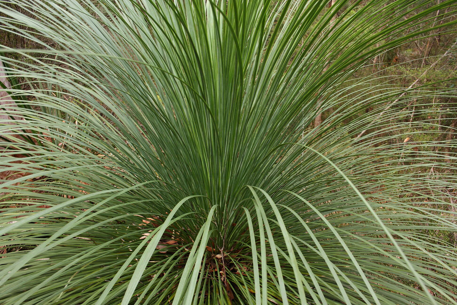 Image of Xanthorrhoea arborea R. Br.