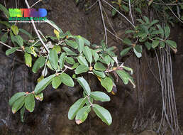 Image of Ficus consociata Bl.
