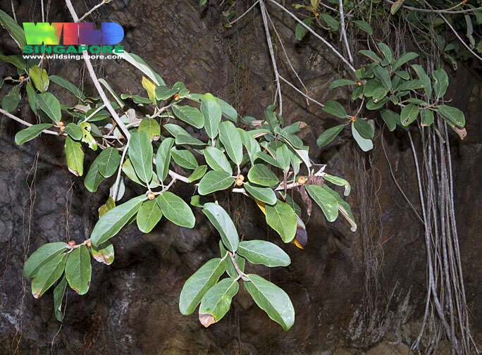 Ficus consociata Bl.的圖片