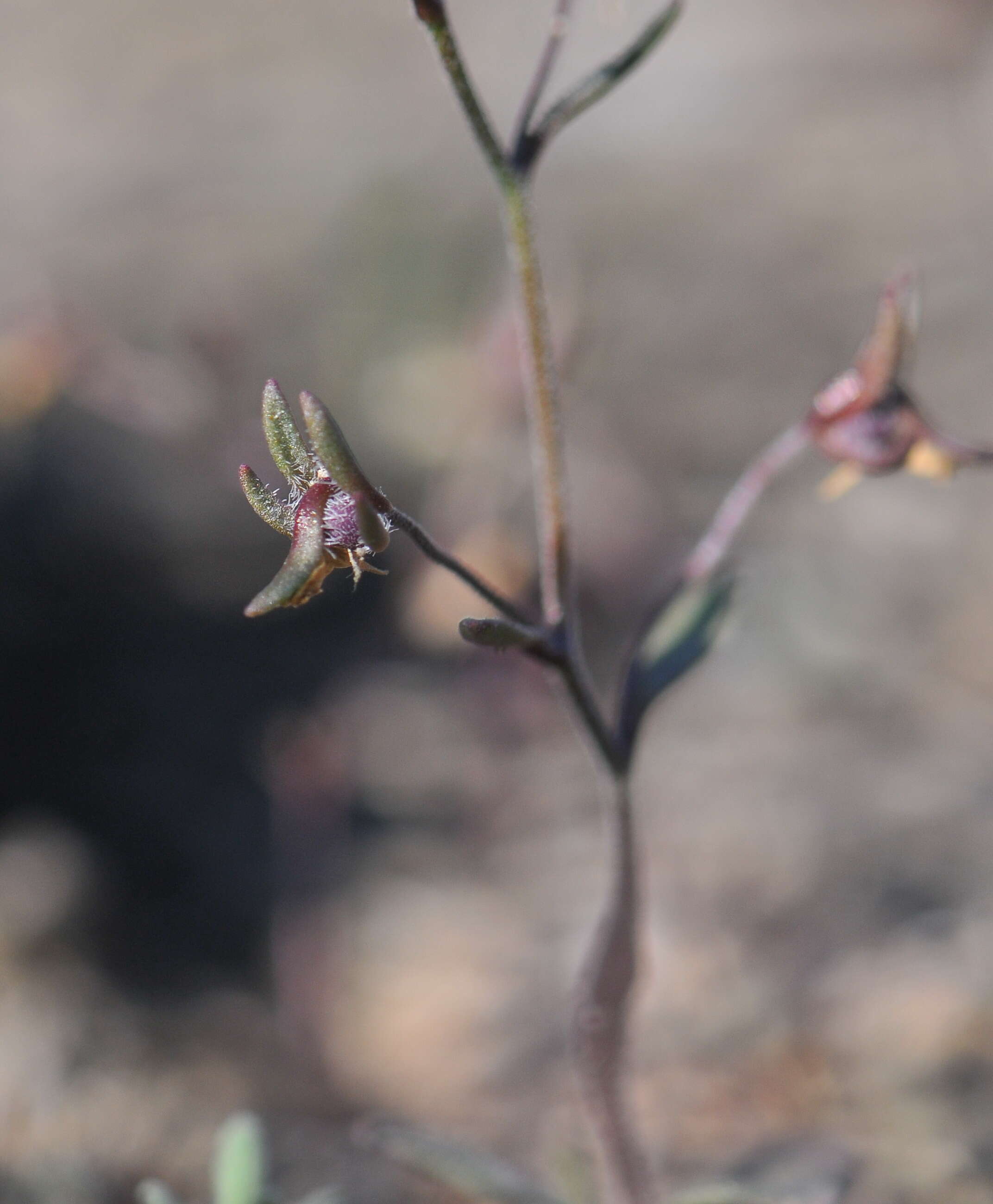 Image of dwarf snapdragon