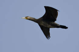 Image of Black Shag