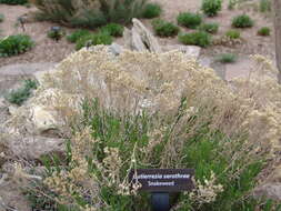 Image of broom snakeweed