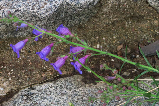 Image of mountain blue penstemon