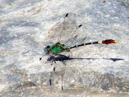 Image of Erpetogomphus Selys 1858