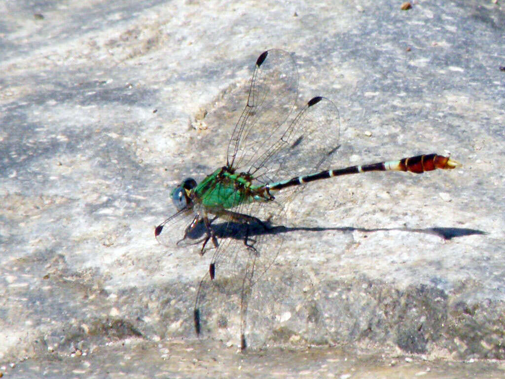 Image of Erpetogomphus Selys 1858