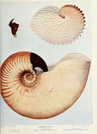 Image of Allonautilus Ward & Saunders 1997