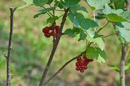 Image de groseillier rouge