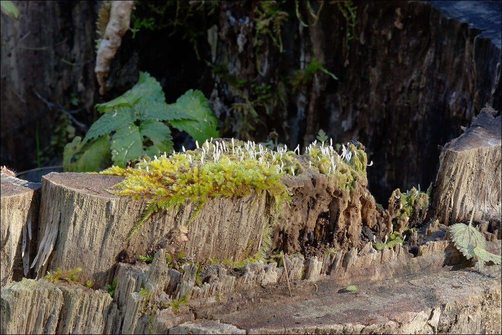 Image of Clavulinaceae