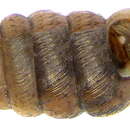 Image of Moss Chrysalis Snail