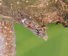 Image of Cicada