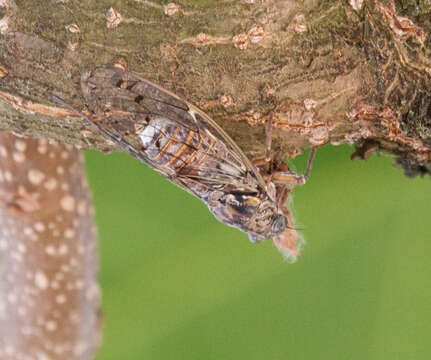 Image of Cicada orni Linnaeus 1758