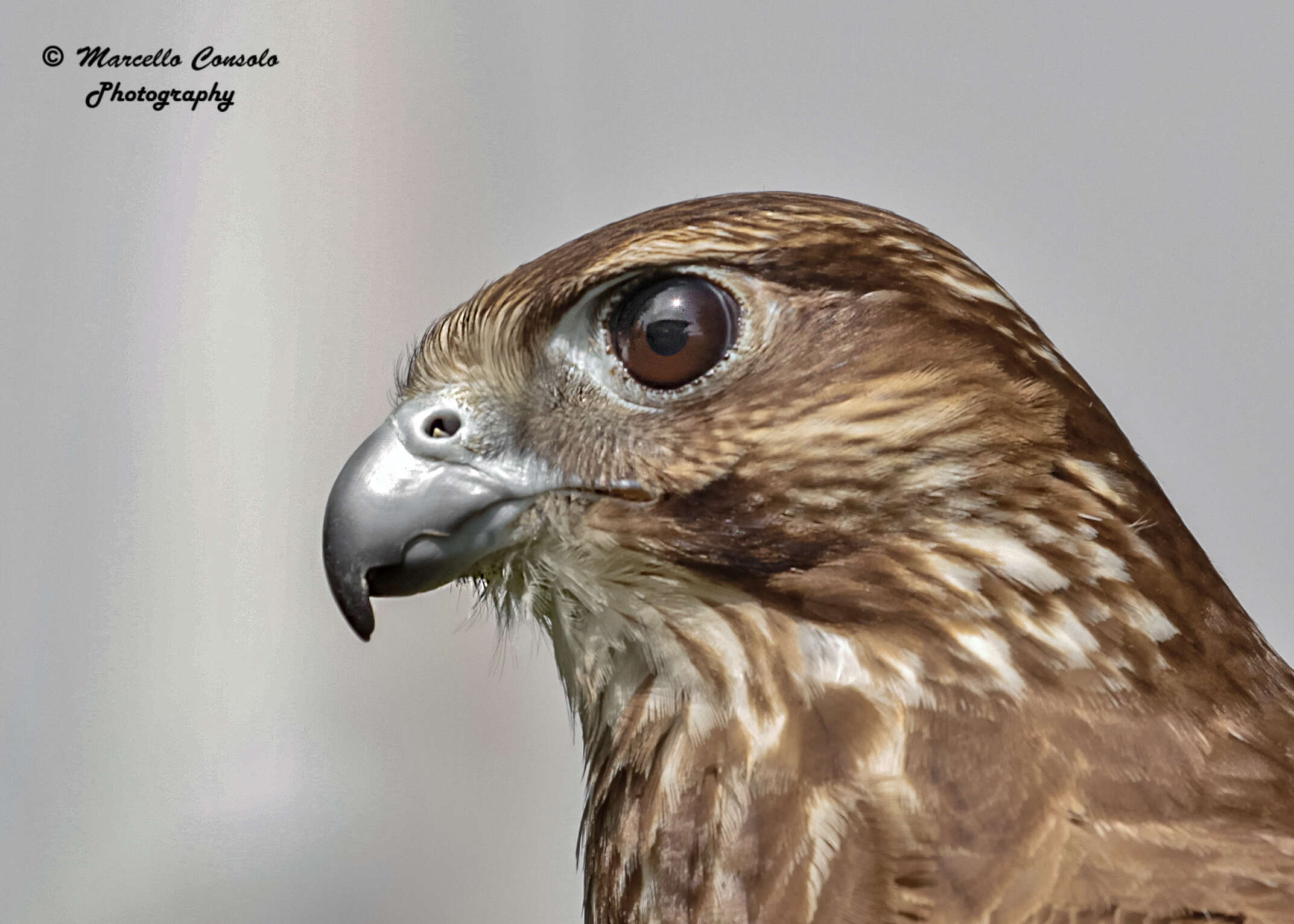 Image of Buteo Lacépède 1799