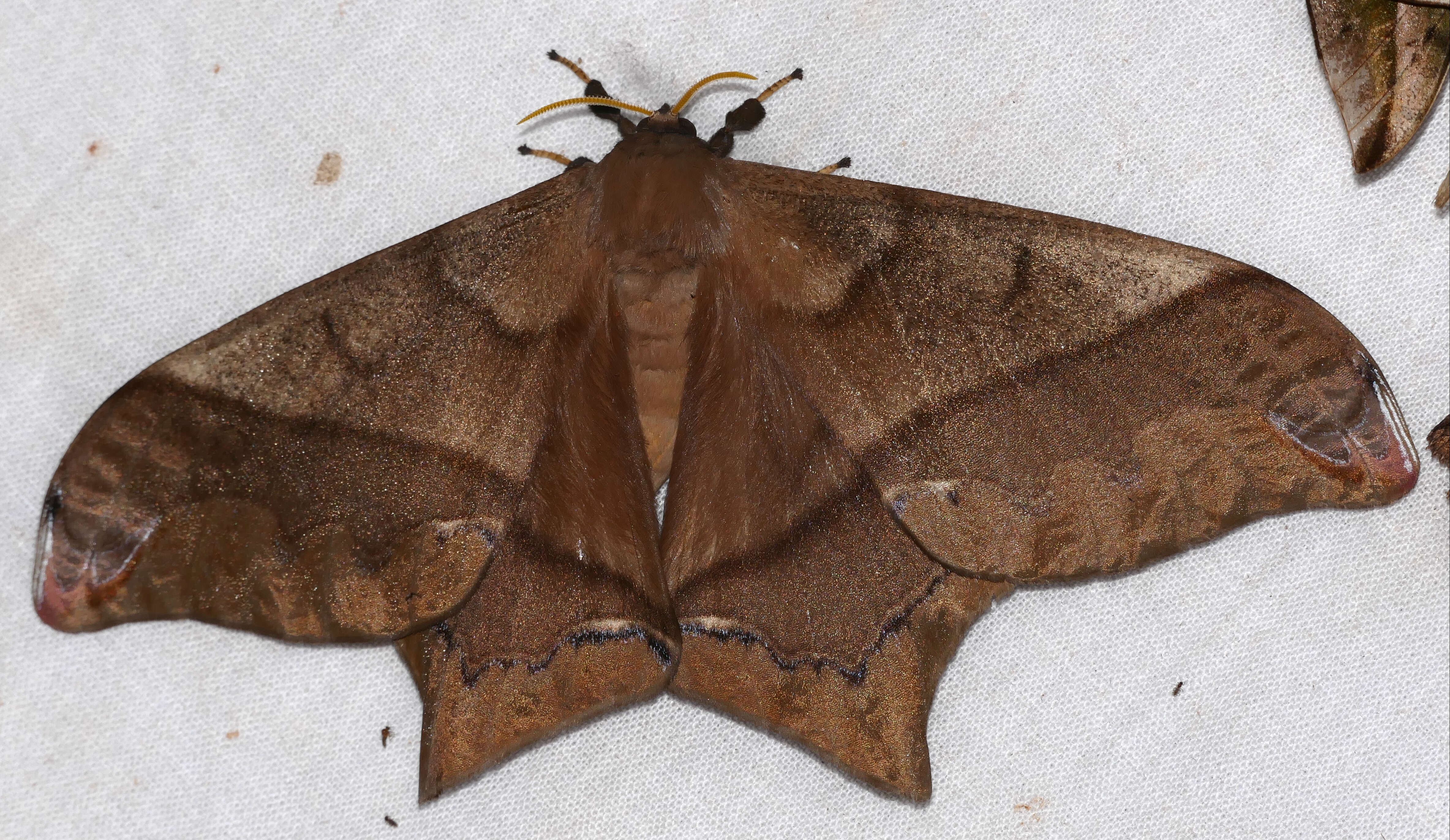 Image of Giant Silk Moth