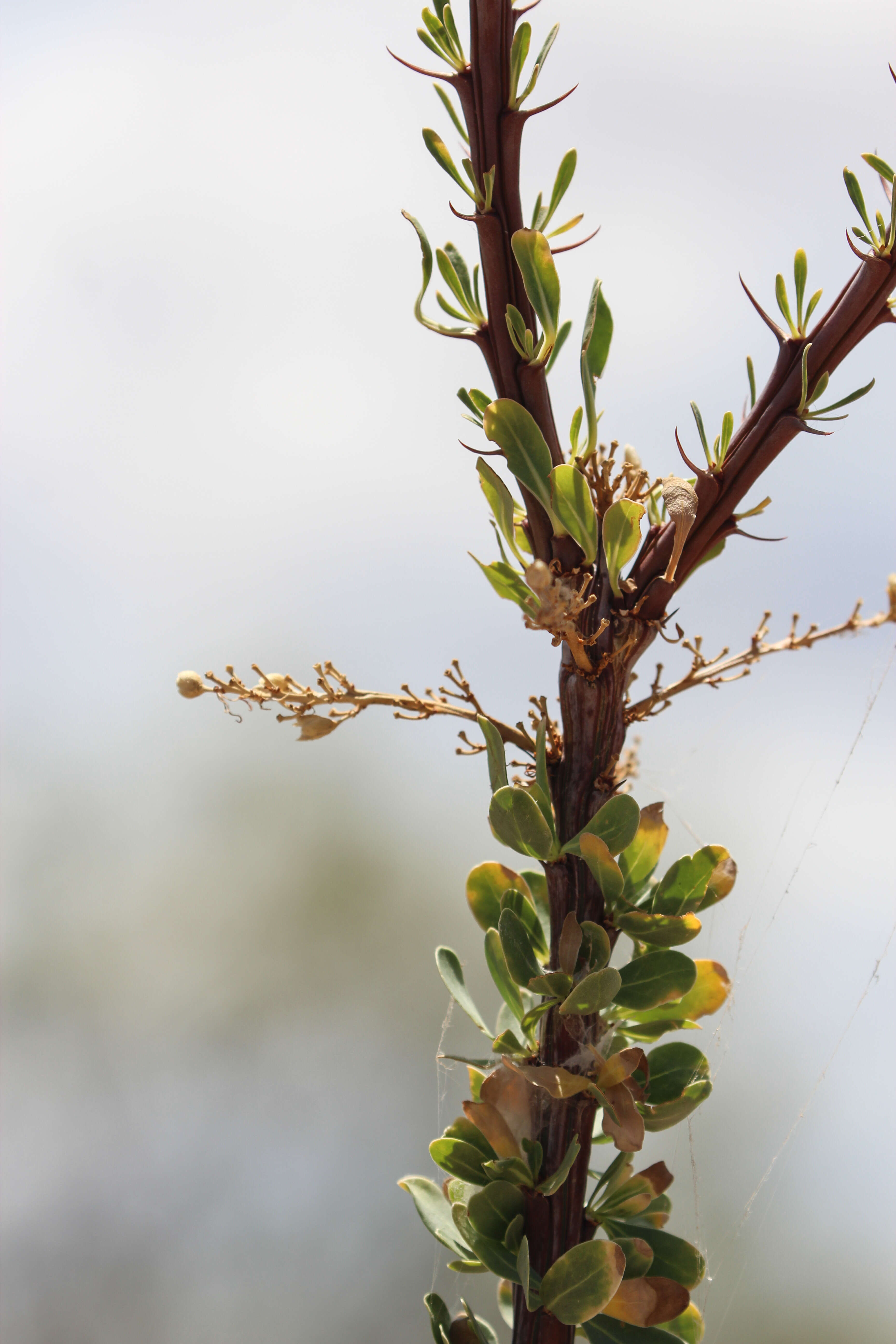 Image of ocotillo family