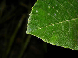 Image of Tetracera hydrophila Triana & Planch.