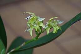 Image of Dendrobium macrophyllum var. macrophyllum