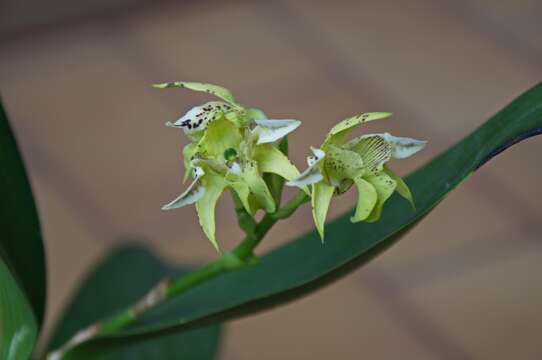 Image of bigleaf dendrobium