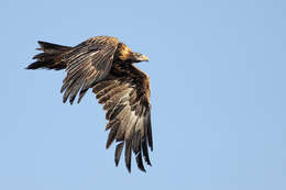 Image of Wedge-tailed Eagle